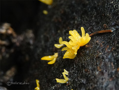 Calocera furcata