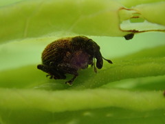 Rhinoncomimus latipes