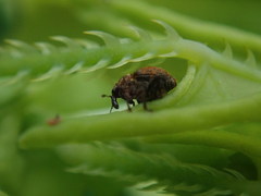 Rhinoncomimus latipes