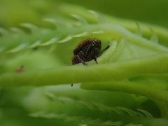 Rhinoncomimus latipes