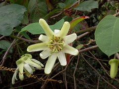 Passiflora yucatanensis