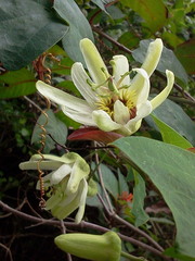 Passiflora yucatanensis