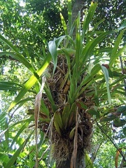 Oncidium sphacelatum