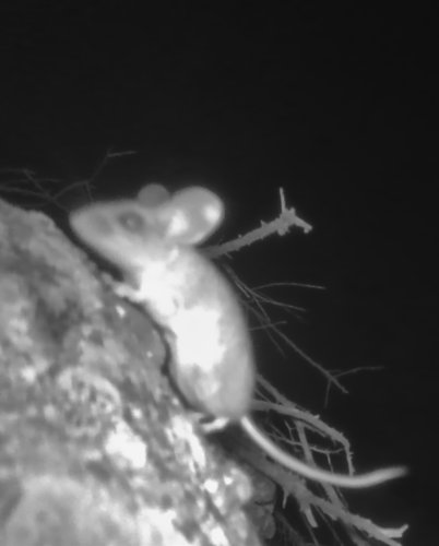 Pinyon Mouse