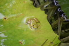 Euphlyctis hexadactyla