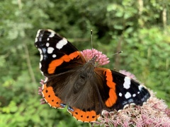 Vanessa atalanta