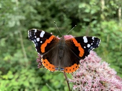 Vanessa atalanta