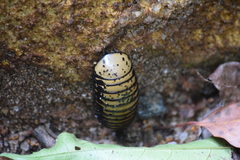 Arthrosphaera versicolor