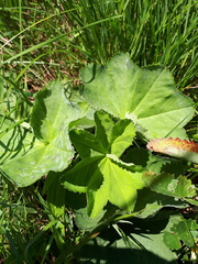 Alchemilla obtusa