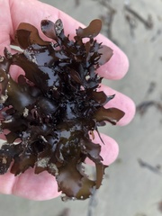 Chondrus