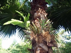 Catasetum integerrimum