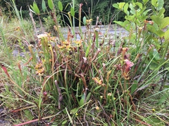 Sarracenia jonesii