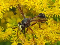 Physocephala furcillata