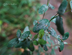 Erysiphe hyperici