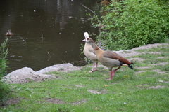 Alopochen aegyptiaca