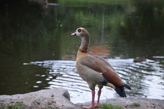 Alopochen aegyptiaca