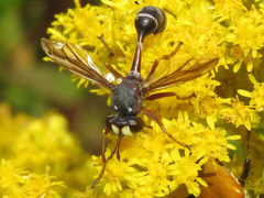 Physocephala furcillata