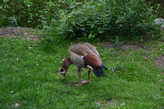 Alopochen aegyptiaca