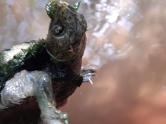 Kinosternon hirtipes murrayi