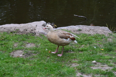 Alopochen aegyptiaca