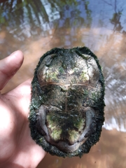 Kinosternon hirtipes murrayi