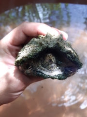 Kinosternon hirtipes murrayi