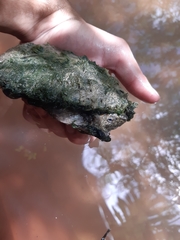 Kinosternon hirtipes murrayi