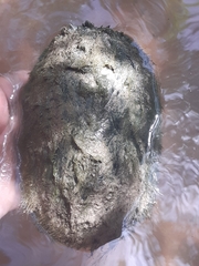 Kinosternon hirtipes murrayi