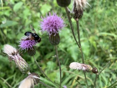 Volucella pellucens
