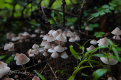 Mycena rubromarginata