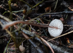 Mycena rubromarginata