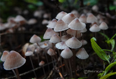 Mycena rubromarginata