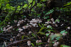 Mycena rubromarginata