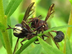 Physocephala furcillata