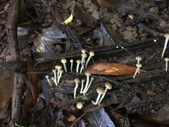 Vibrissea dura