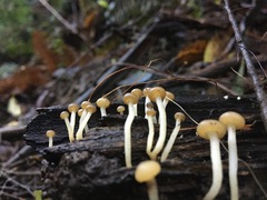 Vibrissea dura