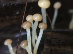 Vibrissea dura
