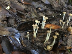 Vibrissea dura