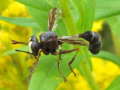 Physocephala furcillata