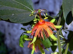 Passiflora jorullensis