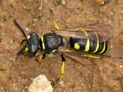 Aphilanthops frigidus