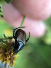 Strigoderma arbicola