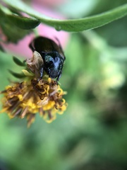 Strigoderma arbicola