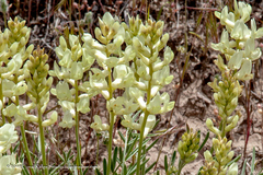 Astragalus flavus