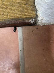 Pterostichus madidus