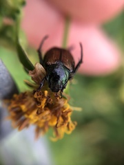 Strigoderma arbicola