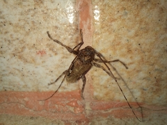 Oreodera bituberculata