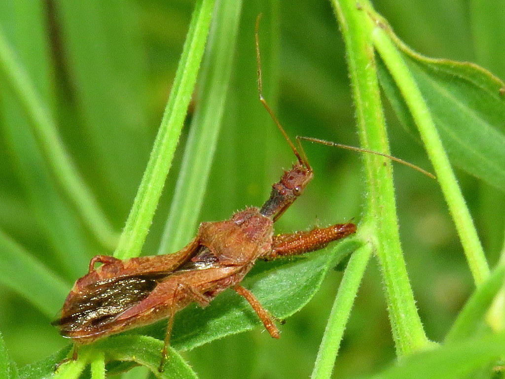 Spined Assassin Bug