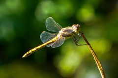 Odonata
