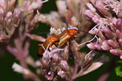 Rhagonycha fulva